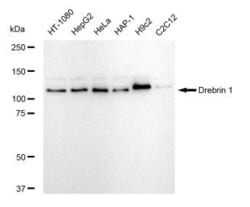 Invitrogen Drebrin Recombinant Rabbit Monoclonal Antibody (23GB5145), Invitrogen