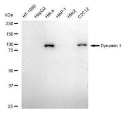 Invitrogen Dynamin 1 Recombinant Rabbit Monoclonal Antibody (23GB5165),