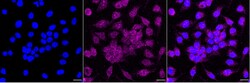 Invitrogen Dynamin 3 Recombinant Rabbit Monoclonal Antibody (23GB5175), Invitrogen 100 &mu;L | Buy Online | Invitrogen&trade; | Fisher Scientific