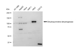 Invitrogen DPYD Recombinant Rabbit Monoclonal Antibody (23GB5195), Invitrogen