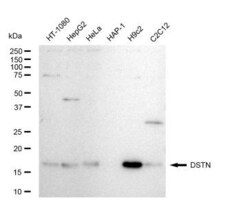 Invitrogen Destrin Recombinant Rabbit Monoclonal Antibody (23GB5225), Invitrogen