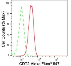 Invitrogen DTL Recombinant Rabbit Monoclonal Antibody (23GB5230), Invitrogen
