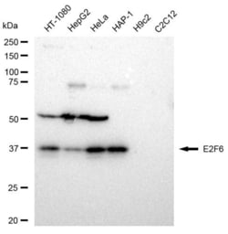Invitrogen E2F6 Recombinant Rabbit Monoclonal Antibody (23GB5255), Invitrogen