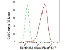 Invitrogen Ephrin B2 Recombinant Rabbit Monoclonal Antibody (23GB5270),