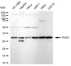 Invitrogen&trade;&nbsp;PHD3 Recombinant Rabbit Monoclonal Antibody (23GB5275)