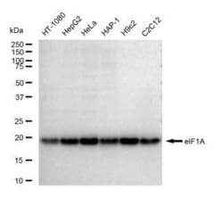 Invitrogen eIF1AX Recombinant Rabbit Monoclonal Antibody (23GB5285), Invitrogen