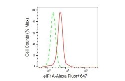 Invitrogen eIF1AX Recombinant Rabbit Monoclonal Antibody (23GB5290), Invitrogen