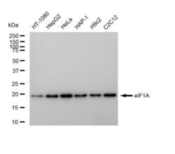 Invitrogen eIF1AX Recombinant Rabbit Monoclonal Antibody (23GB5290), Invitrogen
