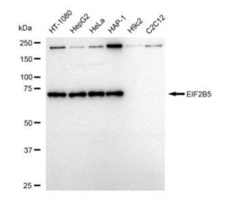 Invitrogen eIF2b epsilon Recombinant Rabbit Monoclonal Antibody (23GB5300),
