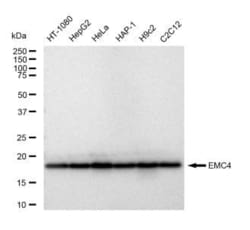 Invitrogen EMC4 Recombinant Rabbit Monoclonal Antibody (23GB5315), Invitrogen