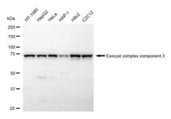 Invitrogen EXOC3 Recombinant Rabbit Monoclonal Antibody (23GB5345), Invitrogen