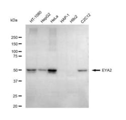 Invitrogen EYA2 Recombinant Rabbit Monoclonal Antibody (23GB5350), Invitrogen