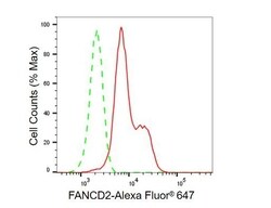 Invitrogen FANCD2 Recombinant Rabbit Monoclonal Antibody (23GB5365), Invitrogen