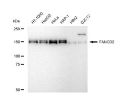 Invitrogen FANCD2 Recombinant Rabbit Monoclonal Antibody (23GB5365), Invitrogen