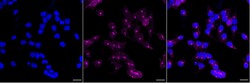 Invitrogen Fibrinogen alpha chain Recombinant Rabbit Monoclonal Antibody (23GB5400) 20 &mu;L | Buy Online | Invitrogen&trade; | Fisher Scientific