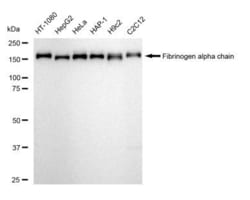 Invitrogen&trade;&nbsp;Fibrinogen alpha chain Recombinant Rabbit Monoclonal Antibody (23GB5400)
