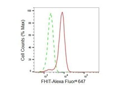 Invitrogen FHIT Recombinant Rabbit Monoclonal Antibody (23GB5415) 20 &mu;L | Buy Online | Invitrogen&trade; | Fisher Scientific