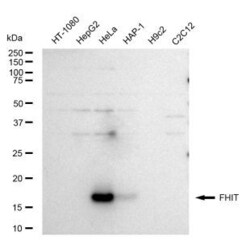Invitrogen&trade;&nbsp;FHIT Recombinant Rabbit Monoclonal Antibody (23GB5415)