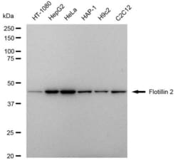 Invitrogen Flotillin 2 Recombinant Rabbit Monoclonal Antibody (23GB5435), Invitrogen 20 &mu;L | Buy Online | Invitrogen&trade; | Fisher Scientific