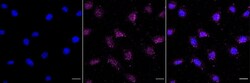 Invitrogen FOXO1 Recombinant Rabbit Monoclonal Antibody (23GB5450), Invitrogen