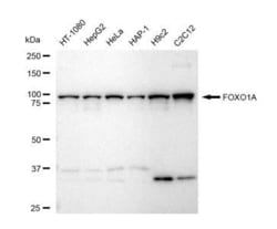 Invitrogen FOXO1 Recombinant Rabbit Monoclonal Antibody (23GB5450), Invitrogen