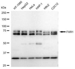 Invitrogen FXR1 Recombinant Rabbit Monoclonal Antibody (23GB5465), Invitrogen