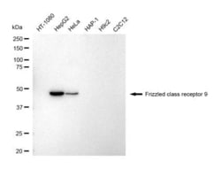 Invitrogen FZD9 Recombinant Rabbit Monoclonal Antibody (23GB5475), Invitrogen