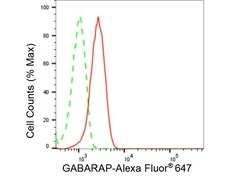 Invitrogen GABARAP Recombinant Rabbit Monoclonal Antibody (23GB5490), Invitrogen