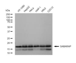 Invitrogen GABARAP Recombinant Rabbit Monoclonal Antibody (23GB5490), Invitrogen