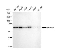 Invitrogen&trade;&nbsp;GABRA5 Recombinant Rabbit Monoclonal Antibody (23GB5505)