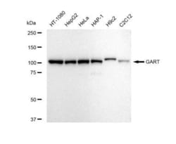 Invitrogen GART Recombinant Rabbit Monoclonal Antibody (23GB5520), Invitrogen
