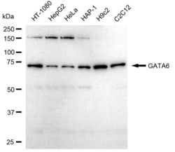 Invitrogen GATA6 Recombinant Rabbit Monoclonal Antibody (23GB5525) 100 &mu;L | Buy Online | Invitrogen&trade; | Fisher Scientific