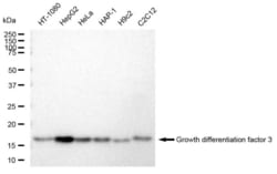Invitrogen GDF3 Recombinant Rabbit Monoclonal Antibody (23GB5540), Invitrogen