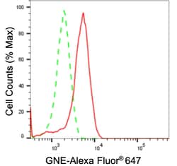 Invitrogen GNE Recombinant Rabbit Monoclonal Antibody (23GB5560), Invitrogen