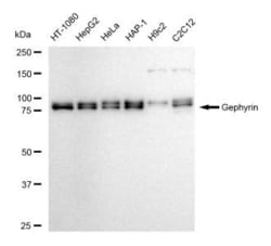Invitrogen Gephyrin Recombinant Rabbit Monoclonal Antibody (23GB5590),