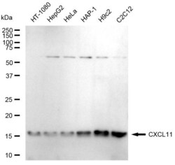 Invitrogen CXCL11 Recombinant Rabbit Monoclonal Antibody (23GB5640), Invitrogen