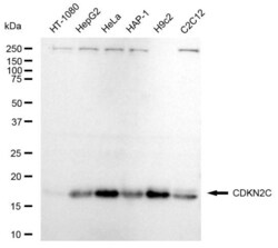 Invitrogen CDKN2C Recombinant Rabbit Monoclonal Antibody (23GB5650), Invitrogen