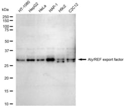 Invitrogen ALY Recombinant Rabbit Monoclonal Antibody (23GB5660), Invitrogen
