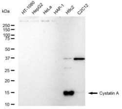 Invitrogen Cystatin A Recombinant Rabbit Monoclonal Antibody (23GB5665),