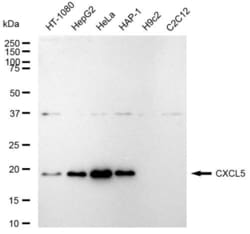 Invitrogen CXCL5 Recombinant Rabbit Monoclonal Antibody (23GB5670), Invitrogen