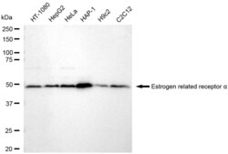 Invitrogen ESRRA Recombinant Rabbit Monoclonal Antibody (23GB5740), Invitrogen