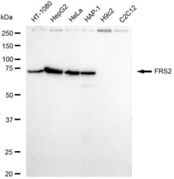 Invitrogen&trade;&nbsp;FRS2 Recombinant Rabbit Monoclonal Antibody (23GB5785)