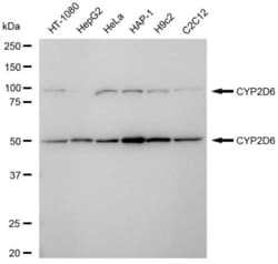 Invitrogen CYP2D6 Recombinant Rabbit Monoclonal Antibody (23GB5800), Invitrogen