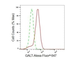 Invitrogen GALT Recombinant Rabbit Monoclonal Antibody (23GB5820), Invitrogen