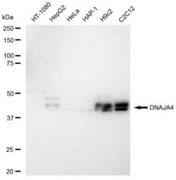 Invitrogen DNAJA4 Recombinant Rabbit Monoclonal Antibody (23GB5825), Invitrogen