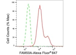 Invitrogen FAM50A Recombinant Rabbit Monoclonal Antibody (23GB5830), Invitrogen