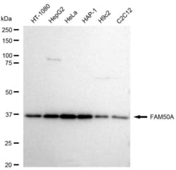 Invitrogen FAM50A Recombinant Rabbit Monoclonal Antibody (23GB5830), Invitrogen