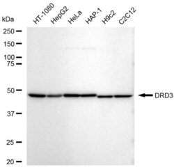 Invitrogen DRD3 Recombinant Rabbit Monoclonal Antibody (23GB5840), Invitrogen