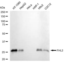 Invitrogen FHL2 Recombinant Rabbit Monoclonal Antibody (23GB5860), Invitrogen