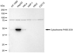 Invitrogen CYP2C9 Recombinant Rabbit Monoclonal Antibody (23GB5885), Invitrogen 100 &mu;L | Buy Online | Invitrogen&trade; | Fisher Scientific